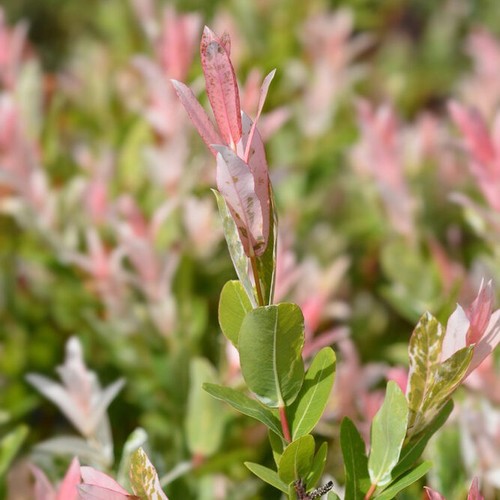 Flamingo willow salix integra - willow,