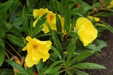 Evening primrose flower seeds approx 200 seeds