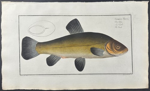 Bloch tench cyprinus - tench,