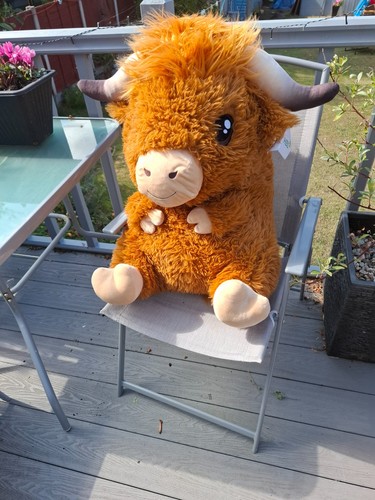 Large highland cow - cow, soft