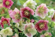 8 x Hellebore Plug Plants