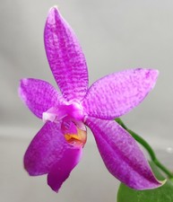 FRAGRANT Phalaenopsis Donna