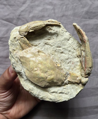 Rare beautiful fossil crab - beautiful,