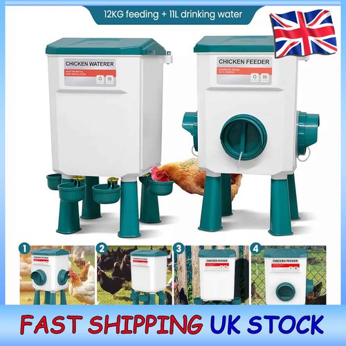 Chicken feeder bird - chicken,
