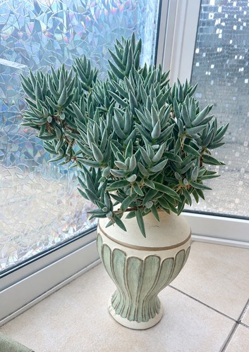 Crassula tarantula - crassula, ‘tarantula’