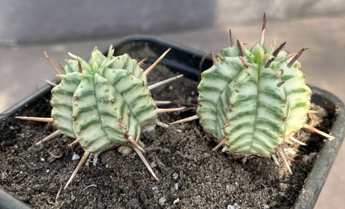 Euphorbia meloformis - 2x,