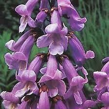 Foxglove Tree ( Paulownia