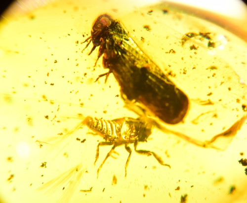 Moth and rare - and, in