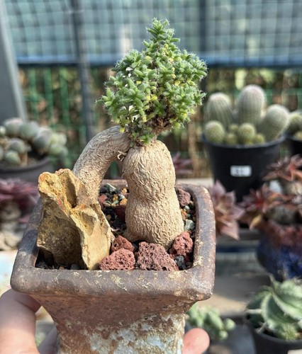 Raresucculent plant - raresucculent,