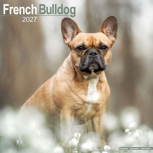 French bulldog 2027 calendar - 2027, |