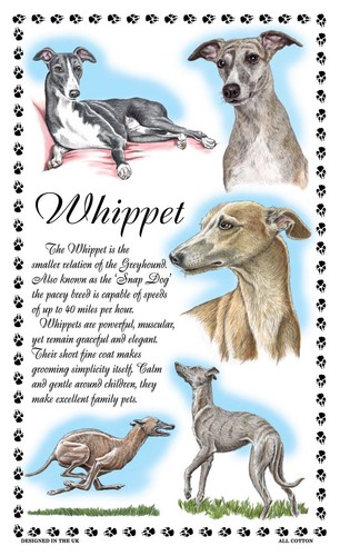 Whippet dog tea towel - tea,