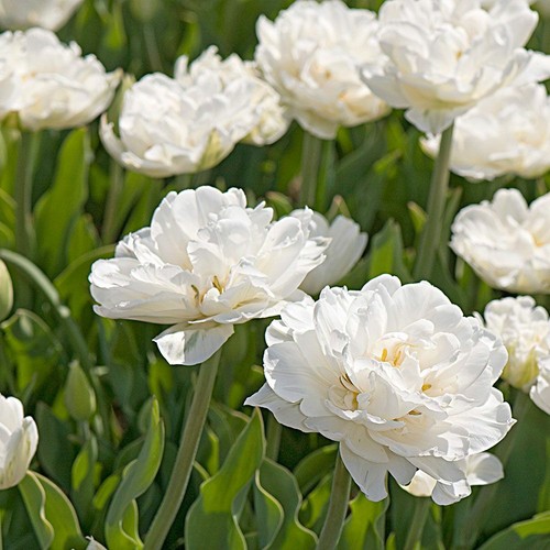 White double tulips - 12,