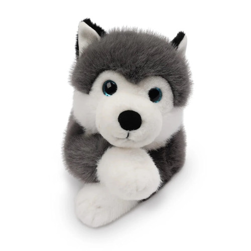 Scout the husky - scout,