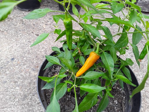Natural home grown fruiting - grown,