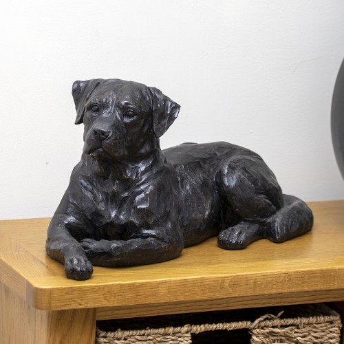 Black laying labrador - black, dog