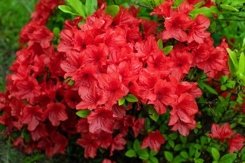 Red cumberland azalea - 10,