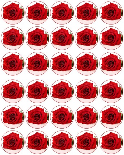 Beautiful red rose - red,