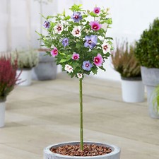 Hibiscus Tricolour Tree |