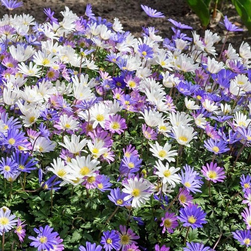 Anemone blanda mix flowering - anemone,