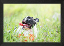 Puppy French Bulldog On Gr