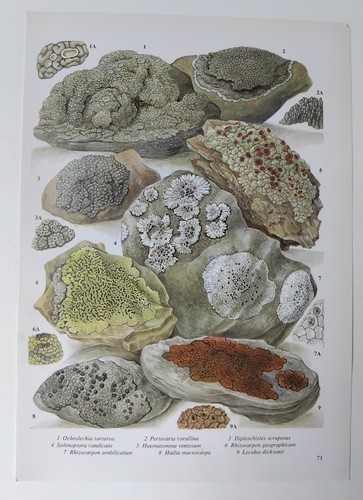 Vintage lichen botanical - vintage, print