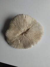 Vintage Dried Mushroom Coral