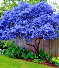 Ceanothus Concha California