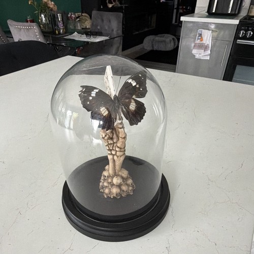 Mounted butterfly moth - mounted, butterfly/moth