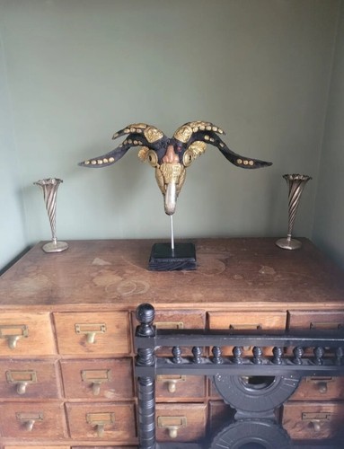 Vintage kapala taxidermy - kapala, goat