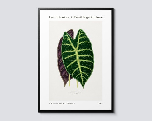 Alocasia leaf les plantes - les,