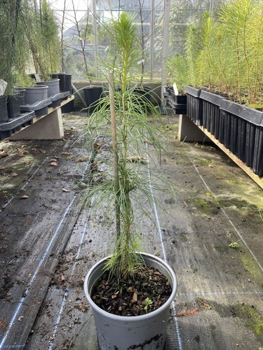 Monterey radiata pine tree - tree, |
