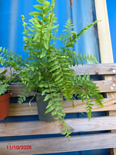 Nephrolepis fern live potted - nephrolepis,
