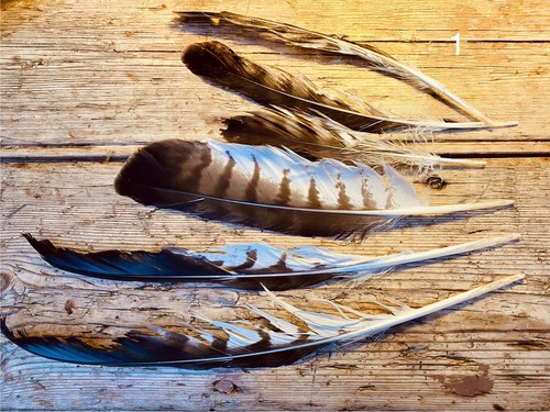 Naturally moulted feathers - moulted,