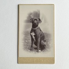 Antique CDV Photograph