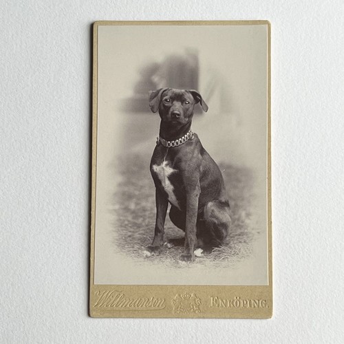 Antique cdv photograph - antique,