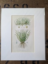 Antique 1870s Anne Pratt Fern