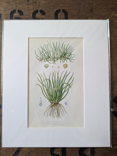 Antique 1870s anne pratt - 1870s,