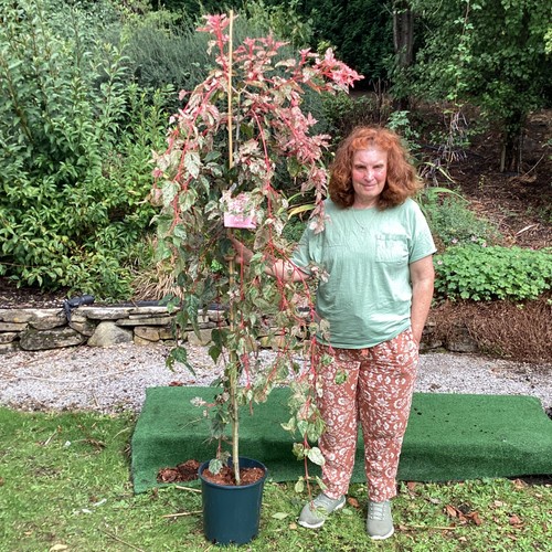 Acer red flamingo - acer, ornamental
