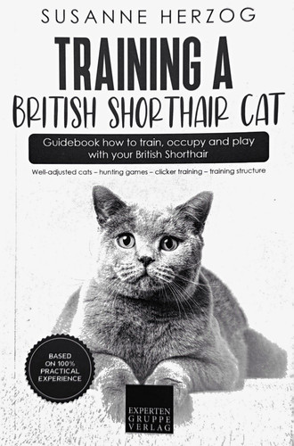 Training british shorthair - a,