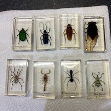 Insects In Resin X 8
