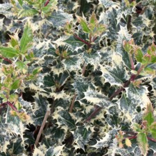 Holly 'Ferox Argentea' 9cm