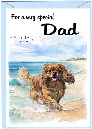 Cavalier king charles - cavalier, spaniel