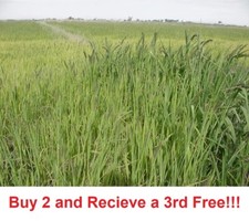Japanese Millet Seeds - Fast