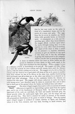 Old Antique Print Natural History 1894-95 Magpies Crow Birds Azure-Winged 19th