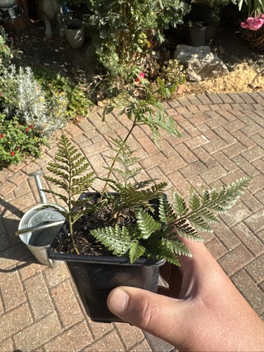 Rabbit foot fern plant - rabbit, 9