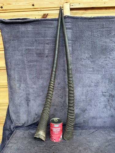 Large long pair - pair, of
