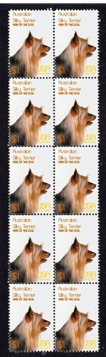 Australian silky terrier - australian,