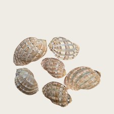 Rose  Harp Conch Natural Large