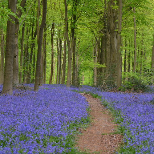Packs bluebell seeds - bluebell,