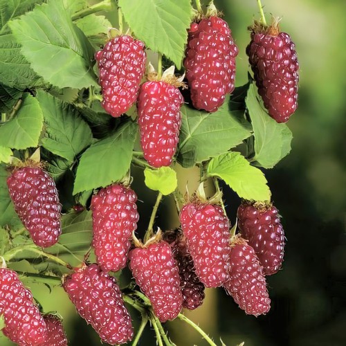 Tayberry buckingham thornless - tayberry,